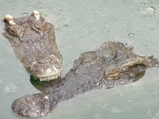 CROCODRILE