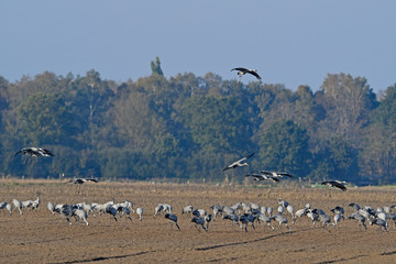 rastende Kraniche (Grus grus) auf dem Zug - migrating cranes