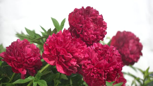 Red peony beautiful flowers peonies on sunny spring day. Beautiful purple Peony background. Wedding backdrop, Valentine's Day concept. Birthday bouquet, blossom. flower blossoming garden water rain 4K
