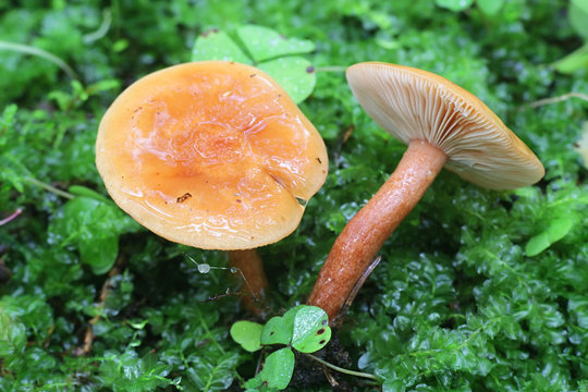 Lactarius aurantiacus, known as Orange Milkcap, an edible wild mushroom from Finland
