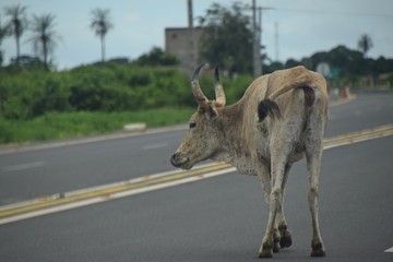 Abgemagertes Rind auf einer Autobahn in Afrika