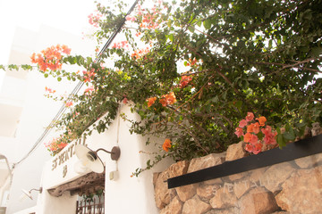 Naklejka premium tree in front of an old house-ibiza