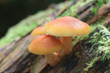 Gymnopilus penetrans, known as Common Rustgill, wild mushroom from Finland
