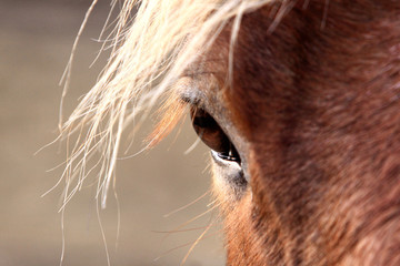 Horse's eye and mane