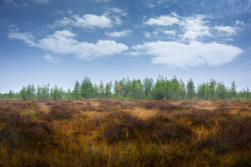 autumn coniferous forest leaving in a haze standing on a swamp covered with bumps and the sky with passing clouds