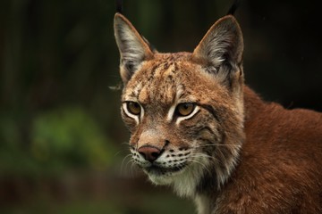 Fototapeta na wymiar The Eurasian lynx (Lynx lynx) staying in front of the forest. Young male with green background. Lynx portrait in morning sun.