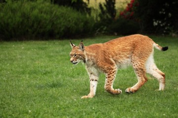 The Eurasian lynx (Lynx lynx) staying in front of the forest. Young male with green background. Lynx portrait in morning sun.