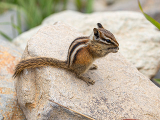 Chipmunk Eating on Rocks at Yankee Boy Basin, Mount Sneffels Wilderness, Ouray, Colorado