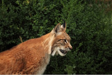 The Eurasian lynx (Lynx lynx) staying in front of the forest. Young male with green background. Lynx portrait in morning sun.