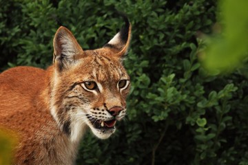 The Eurasian lynx (Lynx lynx) staying in front of the forest. Young male with green background. Lynx portrait in morning sun.