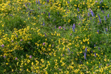 texture of wildflowers in field at Artic village,  Nordmela, Norway © hal_pand_108
