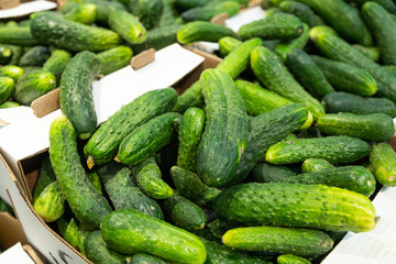 Freshly harvested small and big green cucumbers in paper boxes on farmer's market shelves. May be used as background in agriculture topics