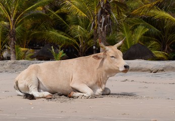 Rind an einem Strand in Afrika