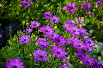 Some purple flowers in Slottsträdgården (The Castle Gardens), Malmö.
