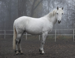 Obraz na płótnie Canvas Beautiful white horse on gloomy autumn day