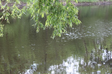 summer landscape of tree branches against the background of the river, natural landscape