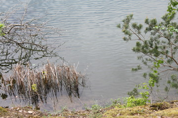 summer landscape of tree branches against the background of the river, natural landscape