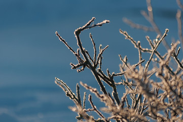 Frosty branches in the low light of a winter morning in Pori, Finland