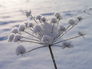 Snow covered plant with light shining on ice crystals