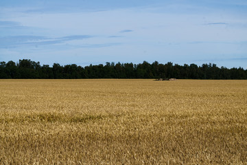 A field of golden ripened barley in the village.