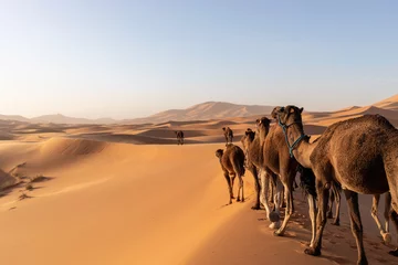 Papier Peint photo Lavable Maroc camels and desert