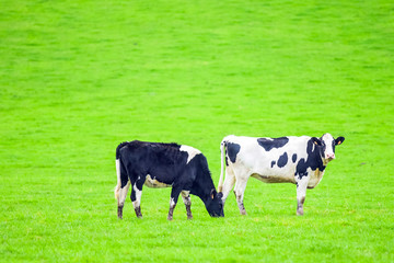 young dairy cows grazing during autumn