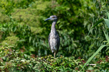 A Yellow-crowned Night Heron perched at the rookery.