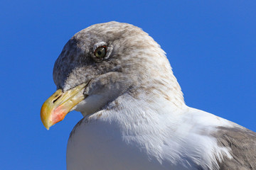 Seagull portrait against sea shore. Close up view 