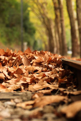 close up shot of railroad tracks with fallen leaves  bright warm autumn colors