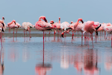 Wild african birds. Groupe of red flamingo birds on the blue lagoon.