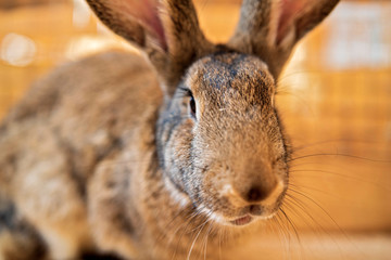 Gray rabbit in a wooden cage. Photographed close-up.