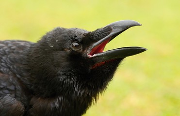 Details and portraits of birds of prey,