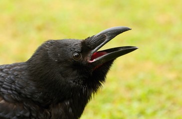 Details and portraits of birds of prey,