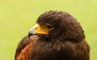 Details and portraits of birds of prey,