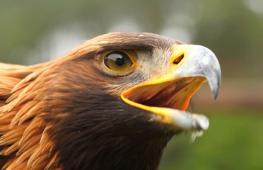 Details and portraits of birds of prey,