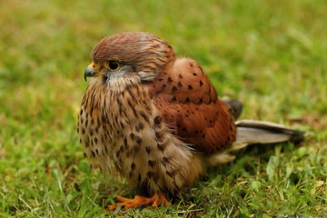 Details and portraits of birds of prey,