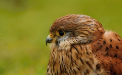 Details and portraits of birds of prey,