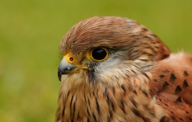 Details and portraits of birds of prey,