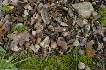 au bord du chemin cet automne