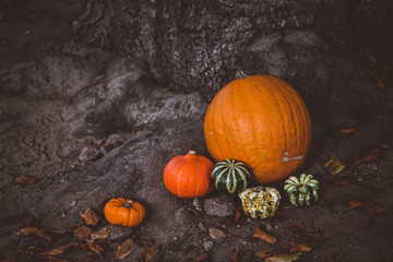 Various squashes on the grounds in tree roots