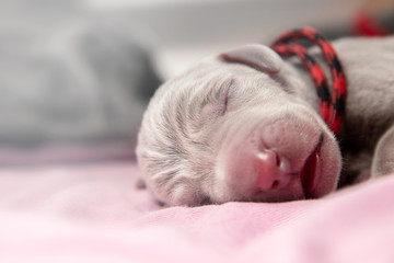 Weimaraner Welpe 1. Tag