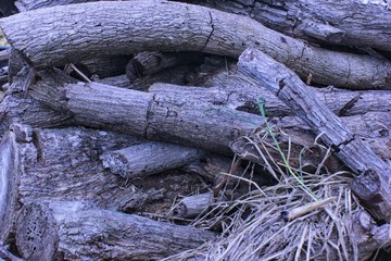 obsolete piles of wood
