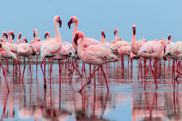 Wild african birds. Groupe of red flamingo birds on the blue lagoon.