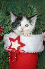 Cute baby kitten peering out of a red Santa Claus boot stocking underneath the Christmas tree