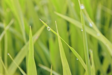 rice ready for harvest