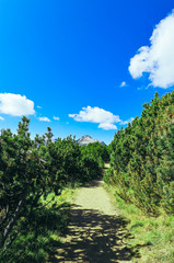 Amazing alpine mountain landscape, sunny hiking trail, pine forest, easy walk.