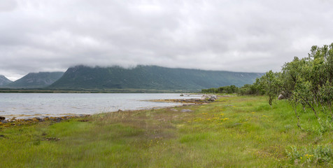 birch wood on shore and low clouds at Forfjord, Norway