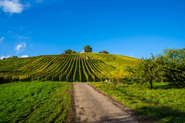 Germany, Romantic evening sunlight decorating the way to the green vineyards under blue sky before sunset in autumn season