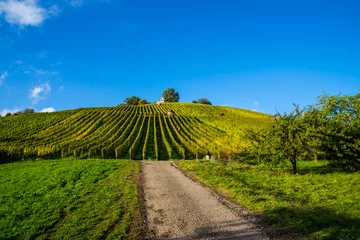 Foto op Plexiglas Germany, Romantic evening sunlight decorating the way to the green vineyards under blue sky before sunset in autumn season © Simon