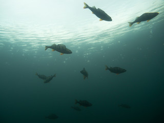 School of perch and rainy water surface underwater shot